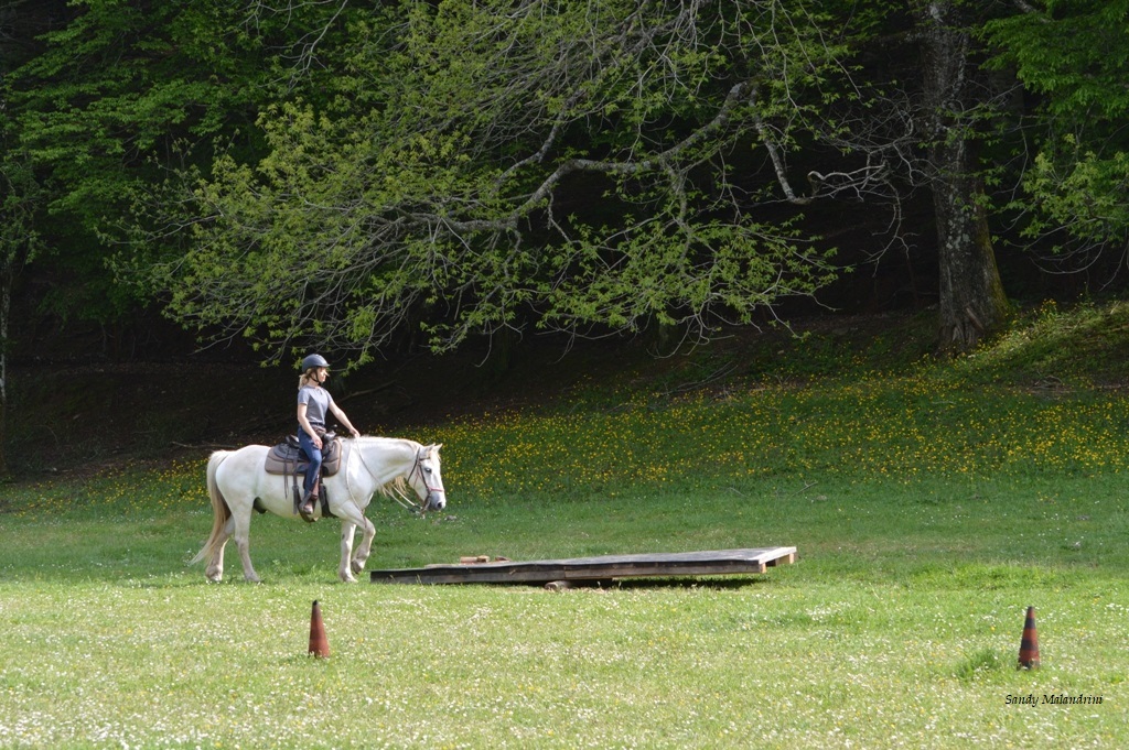 19_natural-horsemanship.jpg