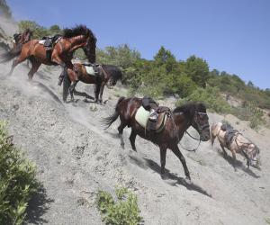sterke en stapzekere bergpaarden in Albanië