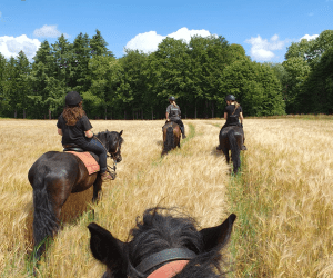 BEVLOWEP - Weekend of midweek te paard in de Ardennen (22).png