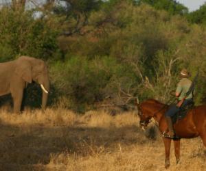 Safari te paard in Botswana met Trailfinders Ruitervakanties